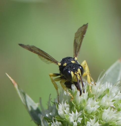 Cerceris sabulosa